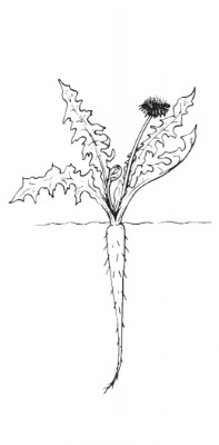 <p>Guess the root + type </p>