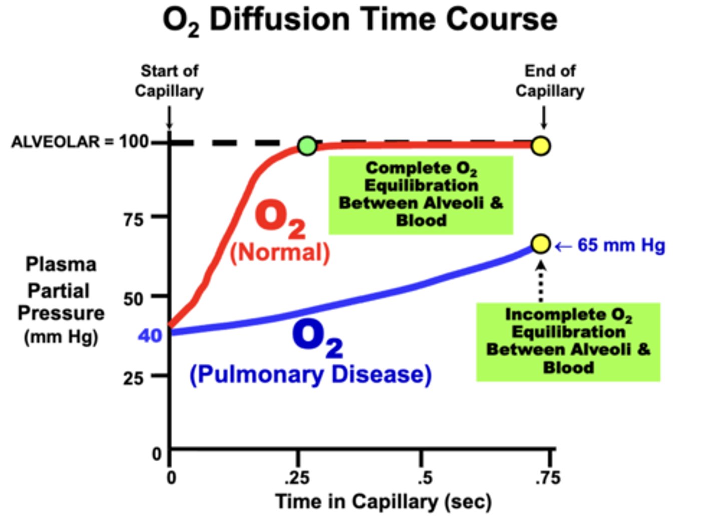 <p>normal individuals:</p><p>blood PO2 at rest equilibrates rapidly (0.25 sec) and completely (100 mm Hg) with the alveolar PAO2 well within the available perfusion period (about 0.75 sec at rest)</p><p>pulmonary disease :</p><p>development of respiratory disorders that impair alveolar membrane diffusing properties may prevent the blood from completely equilibrating with alveolar gases</p><p>- result in Incomplete O2 Equilibration Between Alveoli and Blood</p>