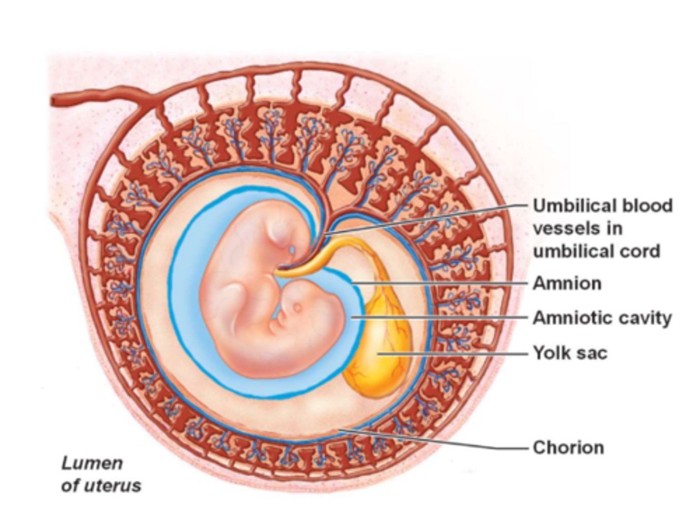 <p>amnion, yolk sac, allantois</p>