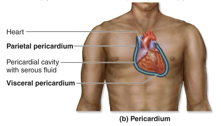 <p>Pericardial cavity</p>