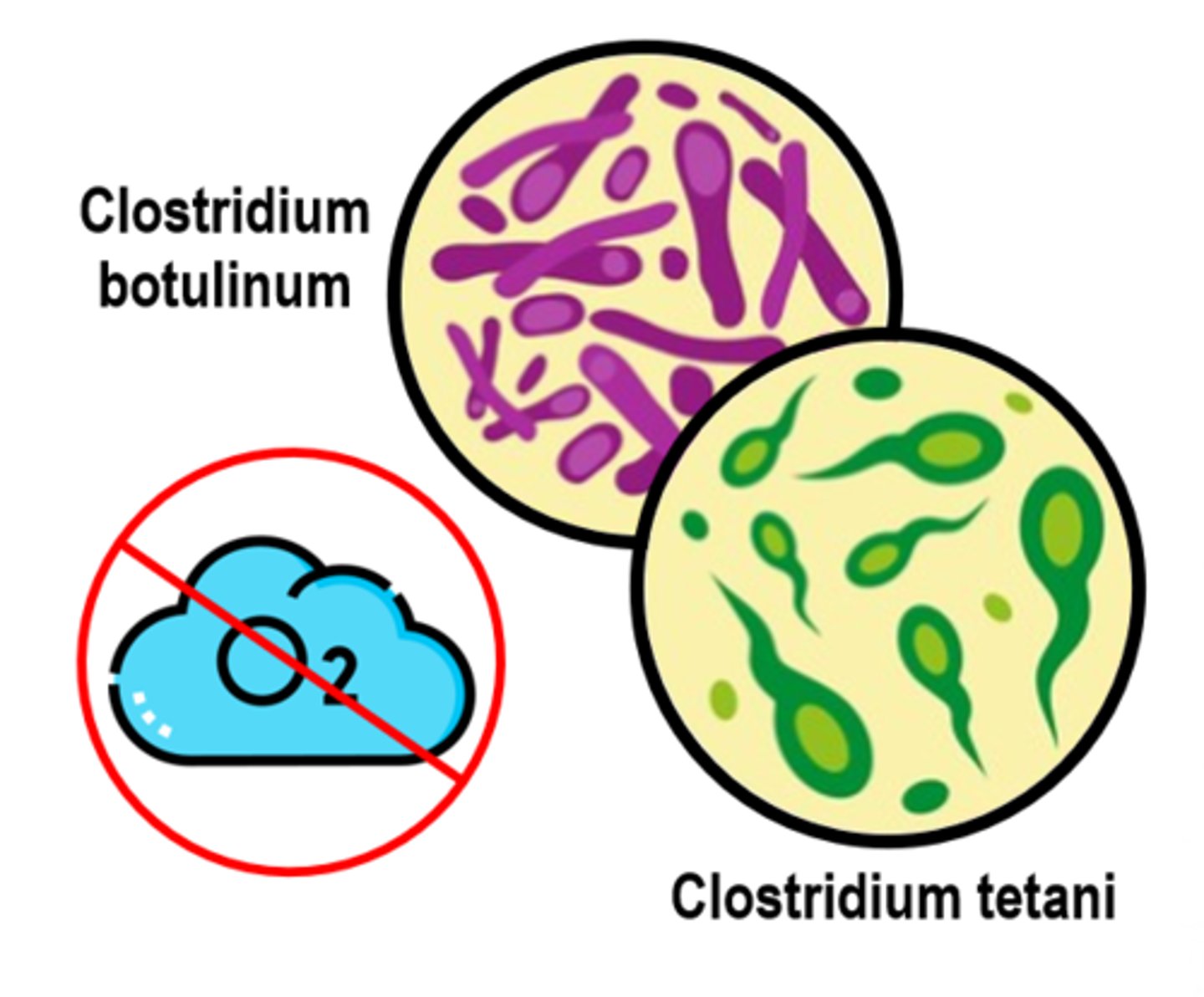 <p>bacteria that can live without atmospheric oxygen</p>