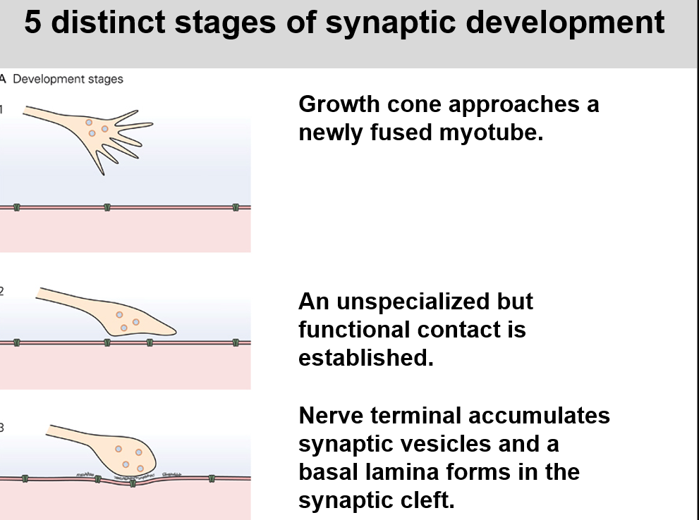 <p>Muscle is not yet differntiated is all one tissue</p><p></p><p>The basal lamina is like an extracellular layer </p><p></p><p>In the nonsynaptic regions ECM proteins are used in support so your muscle has something to hold onto </p><p></p><p>The basal lamina between the synaptic cleft has synaptogenic machinery </p>