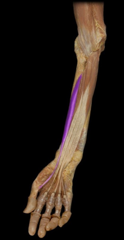 <p>Name the muscle highlighted (three words - all lowercase)</p>