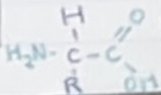<p> H2N- -COOH</p>