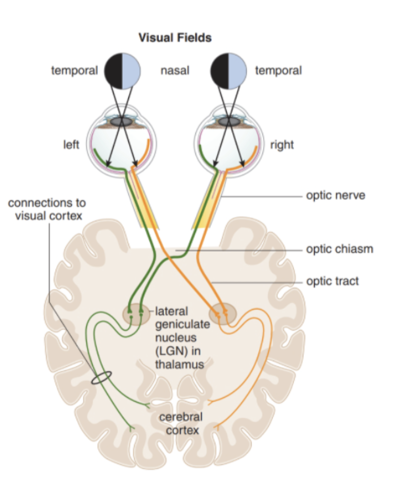 <ul><li><p>where signals from the nasal retina crossover (<strong>conveys information form the temporal visual fields</strong>)</p></li></ul>