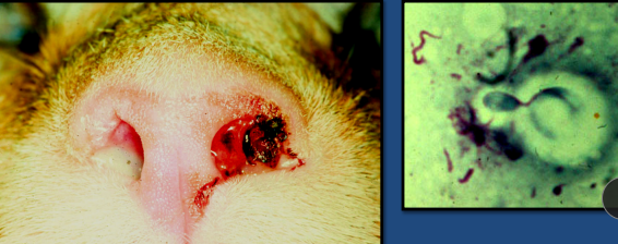 <ul><li><p><strong> <u>Cats</u> &gt; dogs</strong></p><ul><li><p><u>Cats</u>: nasal cavity, <u>Dogs</u>: CNS</p><ul><li><p><strong>  <u>Lungs</u></strong><u> can be affected in BOTH species</u></p></li></ul></li></ul></li></ul><img src="https://knowt-user-attachments.s3.amazonaws.com/3adc2061-af94-4518-9c90-887a4e285909.png" data-width="50%" data-align="center"><ul><li><p><span style="color: rgb(136, 136, 136)"><strong>Et:</strong></span> Nasal mycoses, <u>Zoonotic, </u><strong><u>enviro</u></strong><u> &gt; direct</u></p><ul><li><p><span style="color: red"><strong>Polysaccharide capsule:</strong> Inhibits plasma cell function, phagocytosis, leukocyte migration, complement</span></p></li><li><p><strong>Dissemination:</strong> CNS, eyes, skin, lungs, kidneys, liver</p></li></ul></li><li><p><span style="color: rgb(136, 136, 136)"><strong>Dt:</strong></span> rads, CT<strong>,</strong> cytology(neutrophils/macrophages), biopsy, cytology(Cryptococcal <strong><u>yeast&nbsp;)</u></strong></p><ul><li><p><span style="color: red"><strong>Capsule stains + used in Ag test</strong></span></p></li><li><p><span><strong><u>Capsular antigen test</u> </strong></span></p></li></ul></li><li><p><span style="color: rgb(136, 136, 136)"><strong>Tx: </strong></span>Itraconazole, <u>Fluconazole</u>&nbsp;</p><ul><li><p>6m + 2m past CS</p></li><li><p>Good if no CNS issues, </p><ul><li><p>concurrent infect → FeLV/FIV less likely to respond to tx</p></li></ul></li></ul></li></ul><img src="https://knowt-user-attachments.s3.amazonaws.com/69ee80fe-f608-422e-8164-54f1fcc4cd64.png" data-width="50%" data-align="center"><p></p>