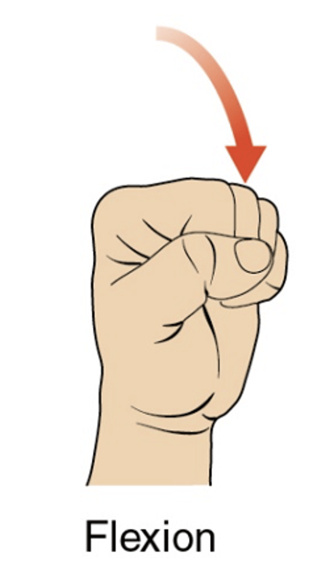 <ul><li><p>frontal plane about a sagittal axis</p></li><li><p>first phalange rolls and glides medially</p></li><li><p>ROM: 0-50 degrees</p></li></ul><p></p>