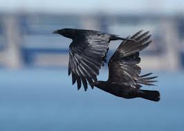 <p>Fish Crow<br>Corvidae</p>