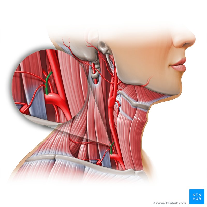 <p><span>the thyroid, the cervical region of the neck, and the upper back and shoulder.</span></p>