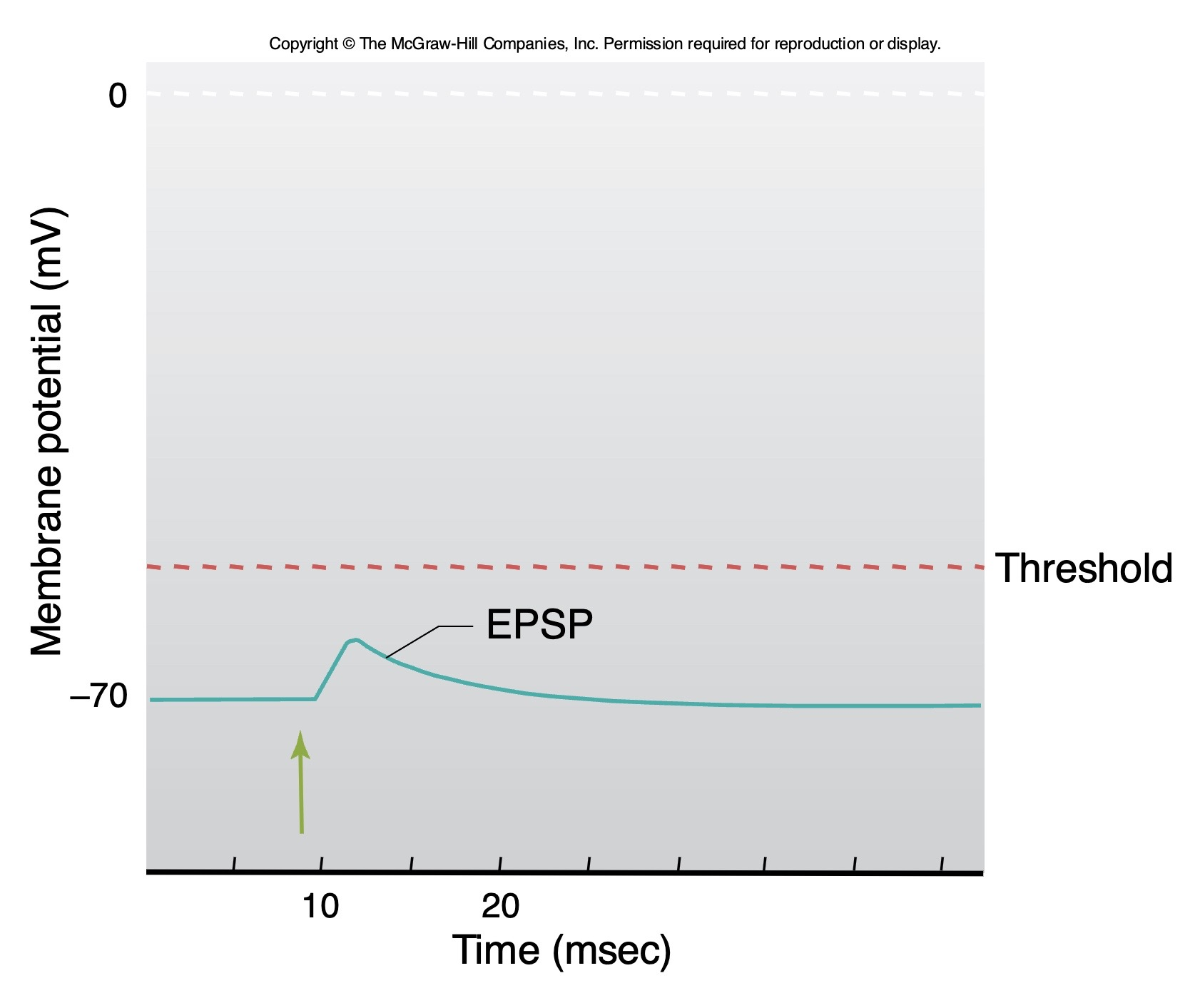 <p>An <strong>EPSP</strong> </p><p>→ Gets us <strong>CLOSER</strong> to threshold!</p>