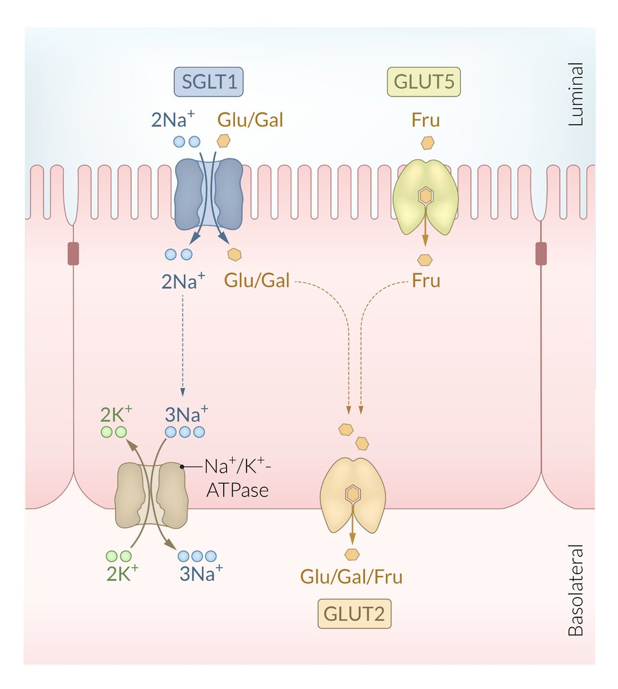 <p>E. Hydrolysis of lactose at the brush border of the small intestine</p>