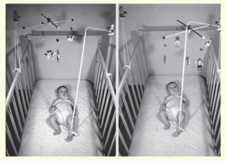 <ul><li><p><span style="background-color: transparent;"><span>Developed by Rovee-Collier</span></span></p></li></ul><ul><li><p><span style="background-color: transparent;"><span>Mobiles attract the attention of infants. </span></span></p></li></ul><ul><li><p><span style="background-color: transparent;"><span>Takes advantage of their interest by having them learn to manipulate the movement of the mobile (tying string to foot)</span></span></p></li></ul><p></p><ul><li><p><span style="background-color: transparent;"><u><span>Baseline</span></u><span> – mobile presented and infants foot tied to side of crib (measure baseline kicking behavior)</span></span></p></li></ul><ul><li><p><span style="background-color: transparent;"><u><span>Learning</span></u><span> – infant’s foot tied to the mobile itself so kicking can cause it to move (which is reinforcing for them)</span></span></p></li><li><p><span style="background-color: transparent;"><u><span>Memory Test</span></u><span> – after retention interval, can see if they remember to kick in presence of mobile</span></span></p></li></ul><p>Mobile Task: Findings</p><ul><li><p><span style="background-color: transparent;"><span>Rovee-Collier (1989) – at 2 months of age, infants kicking returns to baseline after 2 days (they forget)</span></span></p></li></ul><ul><li><p><span style="background-color: transparent;"><span>In contrast, 3 month olds show evidence of retention of memory after a period of two weeks.</span></span></p></li></ul><p></p>