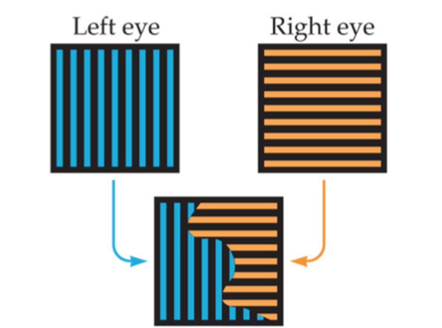 <p>The competition between the two eyes for control of visual perception, which is evident when completely different stimuli are presented to the two eyes.</p>