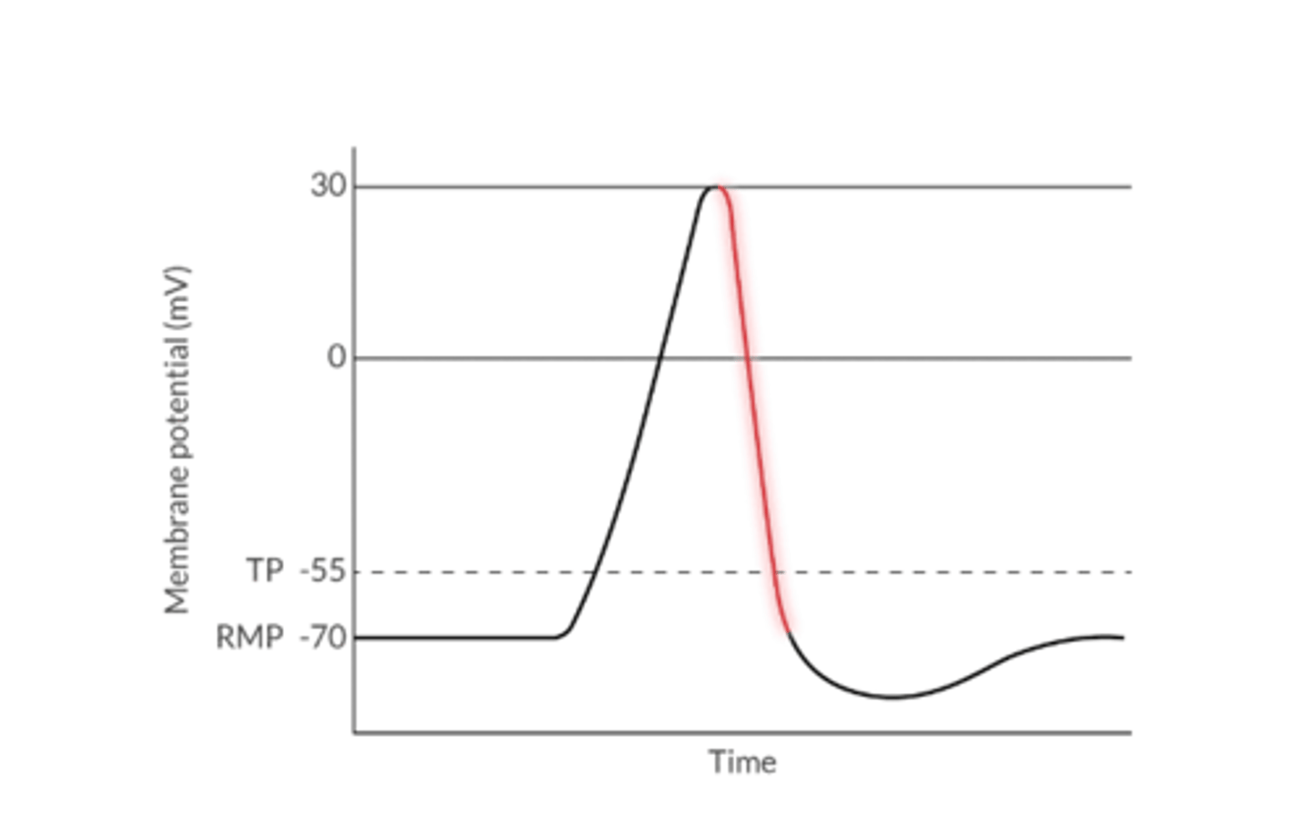 <p>1. The return of a cell's membrane potential towards a more negative value after depolarization</p><p>2. K+ leaves the cell of Cl- enters the cell</p><p>3. The cell is resistant to subsequent depolarization during the refractory period</p>