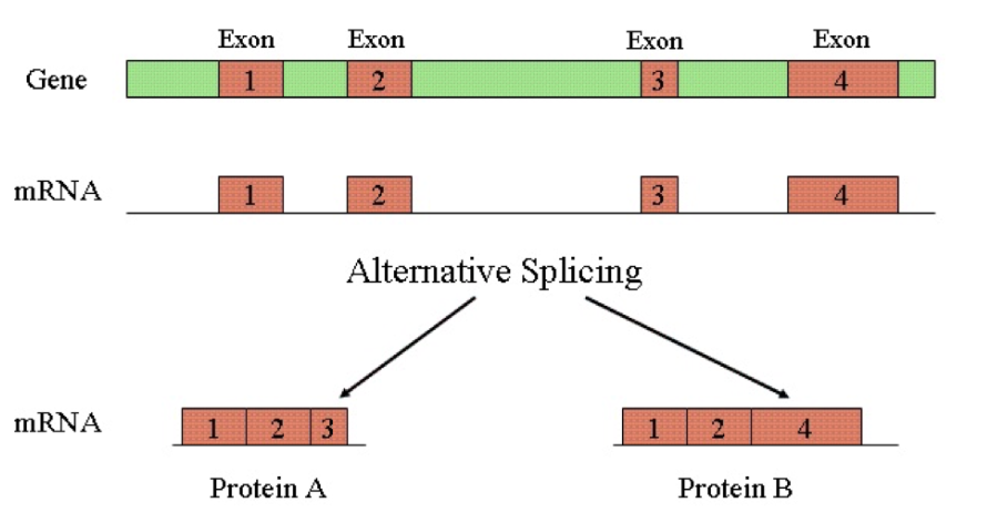 <p><strong>RNA modification</strong></p>