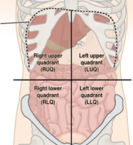 <p>RUQ, LUQ, RLQ, LLQ</p>