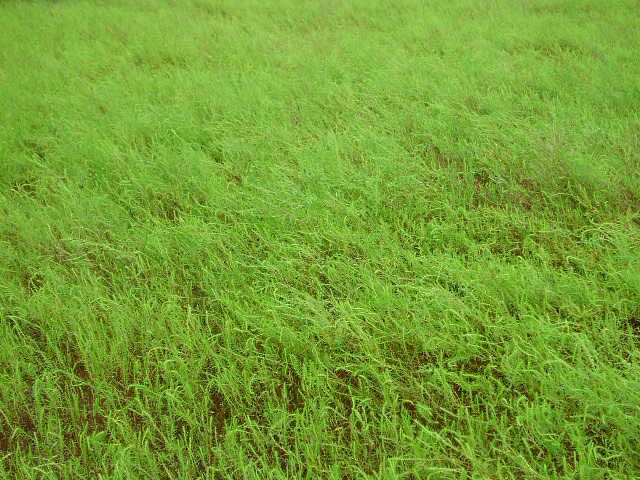 <p>Iva angustifolia<br>(Aster)</p>