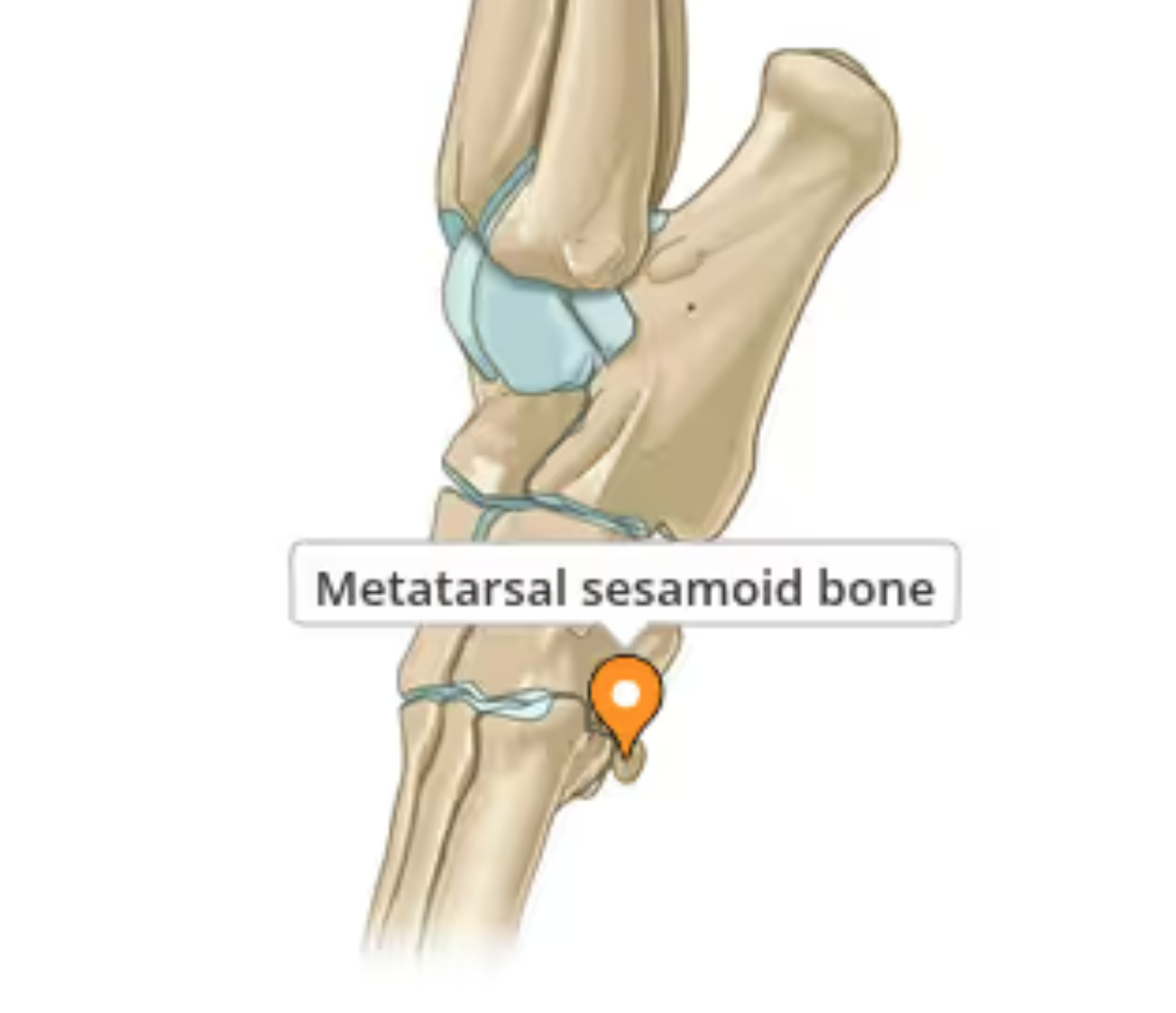 <p>Small, bone-like structures embedded within tendons or muscles acting to reduce friction and increase leverage. Found in various locations in the limbs, often near joints. They help to improve the biomechanics of movement by altering the angle of tendons and reducing friction.  In dogs - palmar sesamoid bones in the metacarpophalangeal joints  and dorsal sesamoid bones in the extensor tendons. (Sesamoid Disease - a degenerative condition) is known in dogs, particularly larger breeds.  In cats and larger dog breeds, a sesamoid bone can be found in the supinator muscle of the elbow joint. </p>