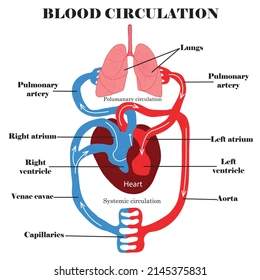 <p>The pathway that carries oxygenated blood from the left ventricle to body tissues and returns deoxygenated blood to the right atrium.</p>