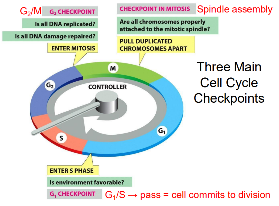 <p>Three Main Cell Cycle Checkpoints</p>