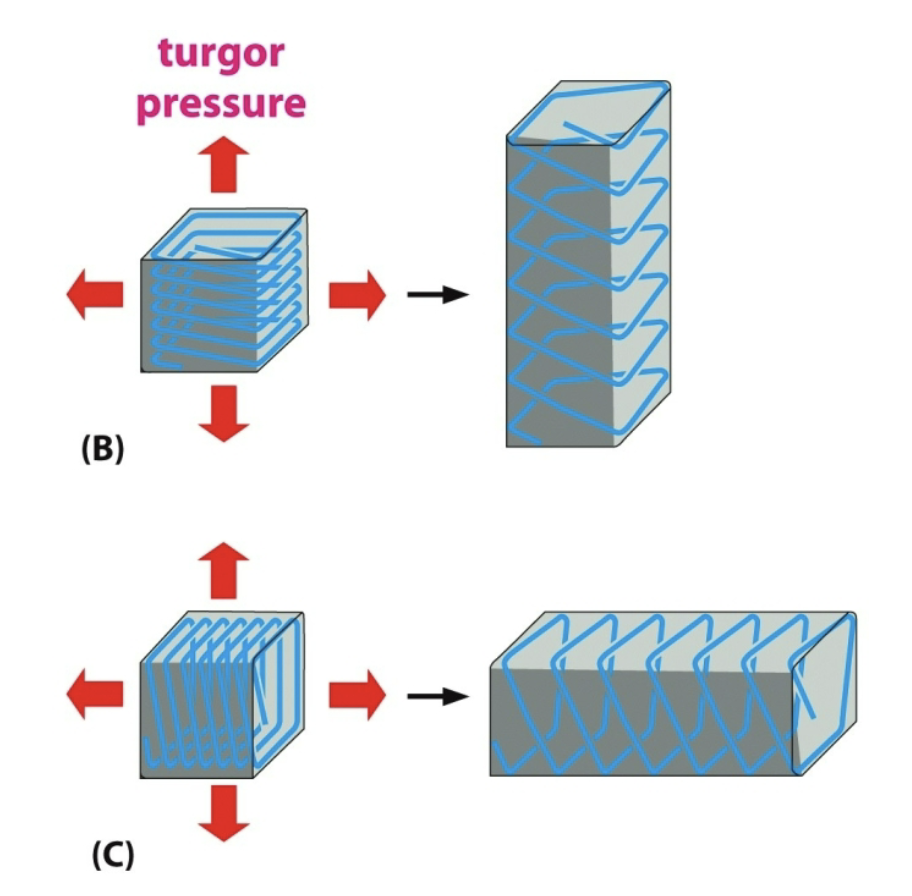 <p>Ability for plant cells to build up pressure from excess water (helps plants to grow)</p>