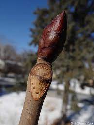 <p>palmately compounded leaf</p><p>nut with spikey husk that protects it</p><p>BIG dark red/brown sticky bud</p><p>BIG white flowers</p><p>BIG leaf scars</p>