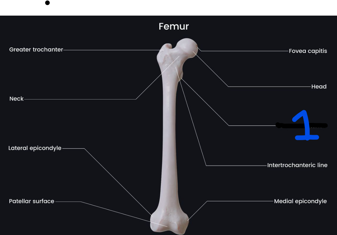 <p><span style="font-family: Arial, sans-serif">Name the bone marking found at 1</span></p>