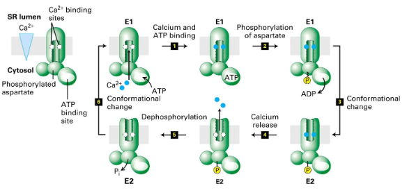 <p>Pumps calcium ions out of the cytosol into the lumen of the sarcoplasmic reticulum</p>