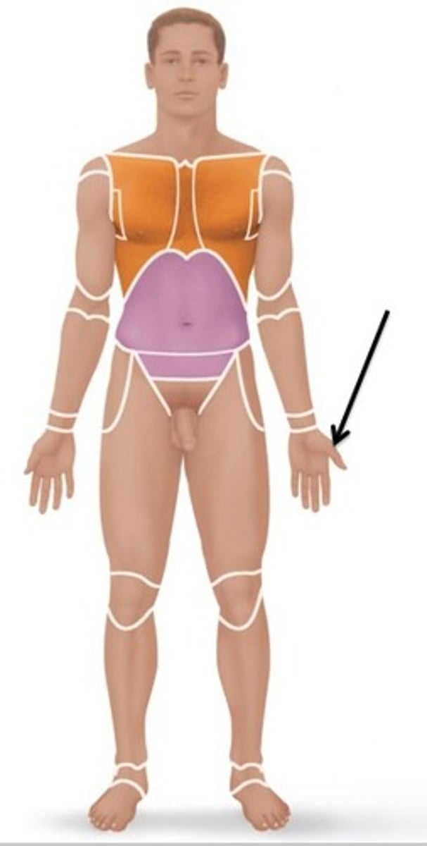 <p>Relating to the thumb.</p>