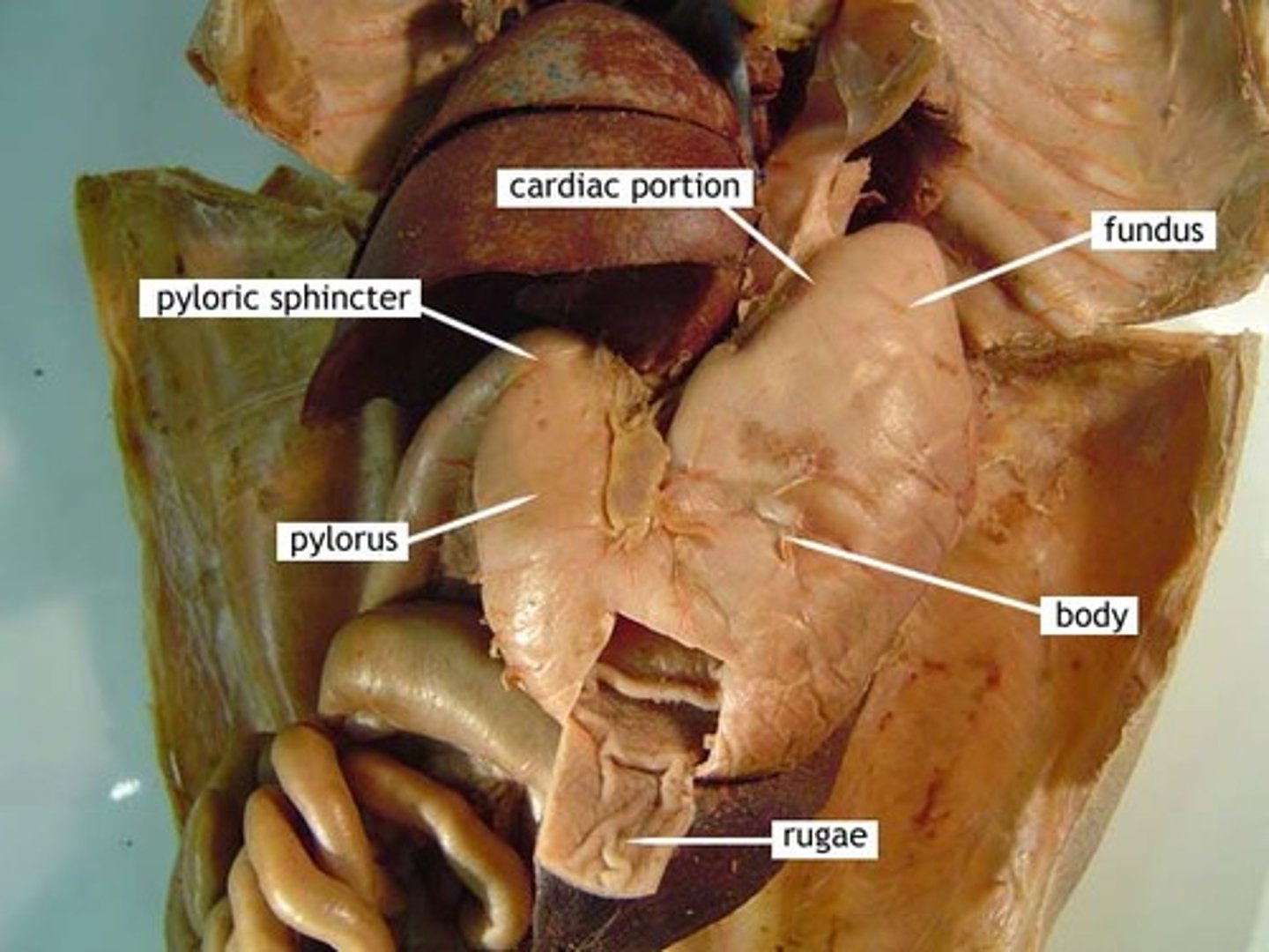 <p>- cardiac region</p><p>- fundus</p><p>- body</p><p>- pyloric body</p><p>- pyloric sphincter</p>