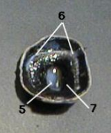 <p>6</p>
