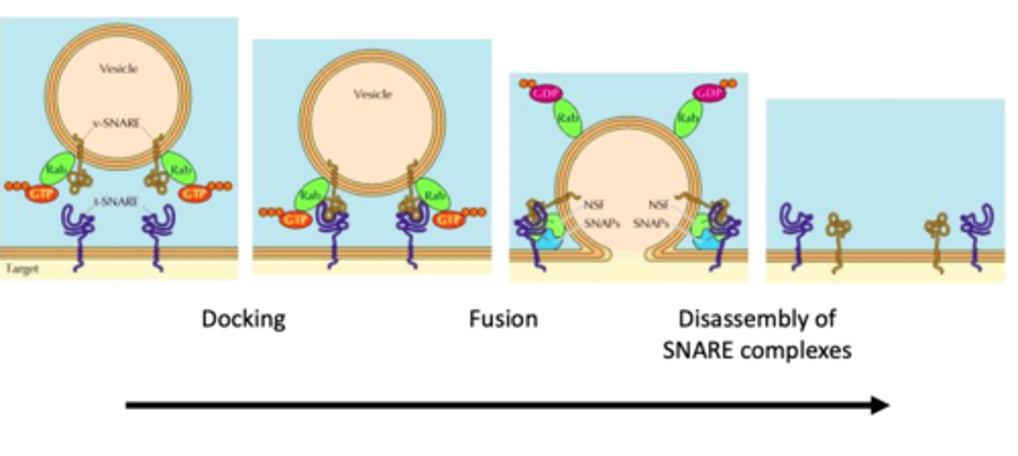<p>b. They form a complex that is responsible for vesicular docking</p>