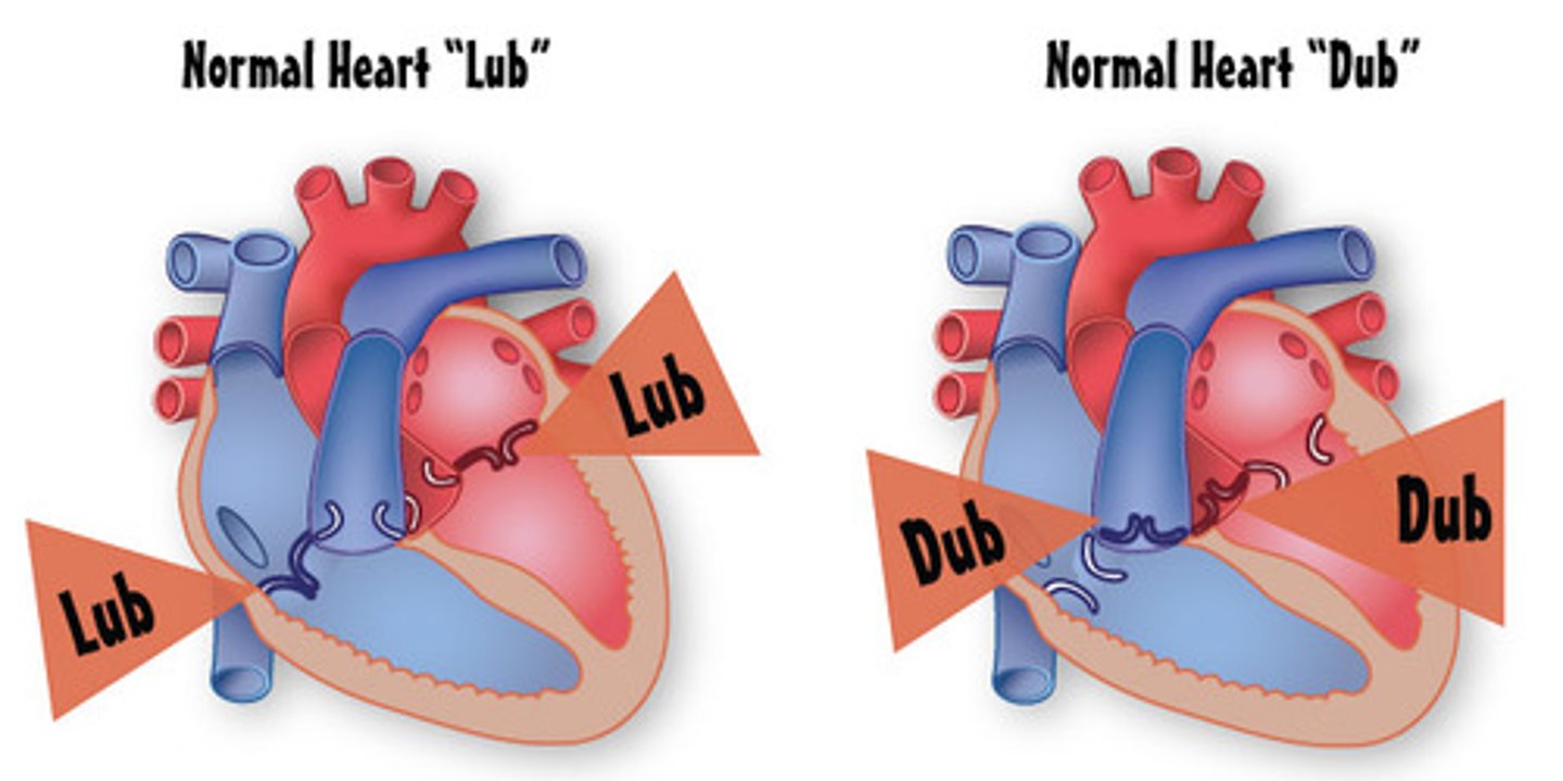 <p>Second heart sound. closing of pulmonary and aortic semilunar valves</p>