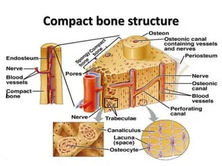 <p>What is an Osteocyte?</p>