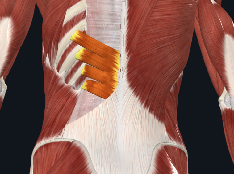 <p>What muscle is this</p>