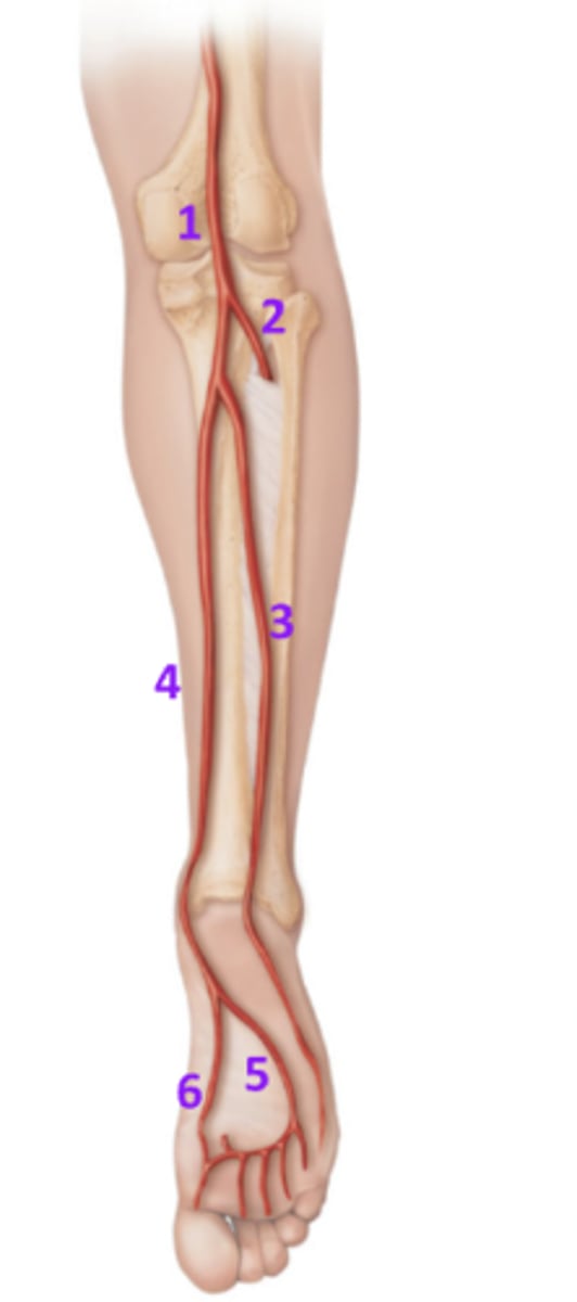 <p>What is 3?</p>