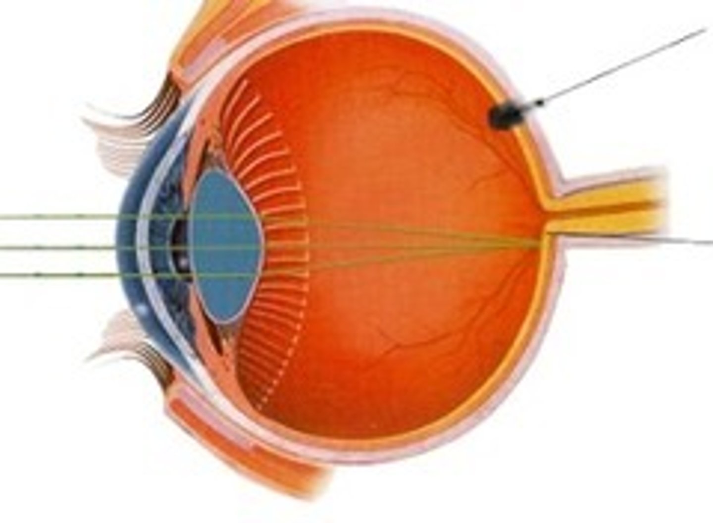 Sensation /Sleep AP Psychology Flashcards Knowt