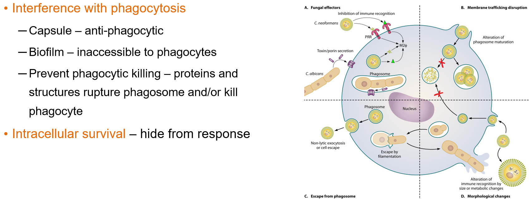<ul><li><p class="">Using a <strong>capsule</strong> or forming <strong>biofilms</strong> that prevent phagocytes from engulfing them</p></li><li><p class="">Releasing proteins that <strong>rupture the phagosome</strong> or kill the phagocyte</p></li><li><p class=""><strong>Surviving inside cells</strong> (intracellular survival), which allows them to hide from the immune response</p></li></ul><p></p>