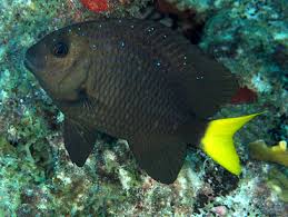 <p>Caudal fin always yellow or pale yellow, small bright blue spots scattered on head, body, and dorsal fin (Juveniles dark blue with bright blue spots on head, body, dorsal, and anal fin, caudal fin transparent)</p>