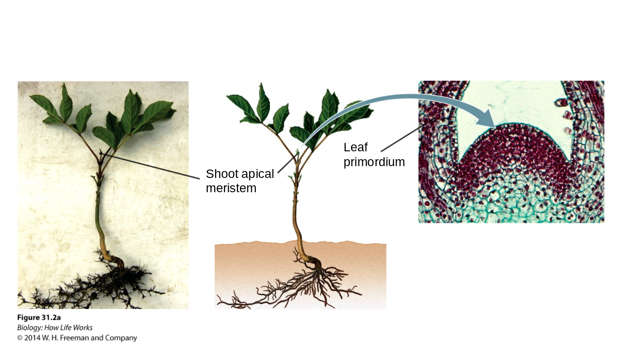 <p>primary growth = up</p><p>leaf primordials on the sides</p>