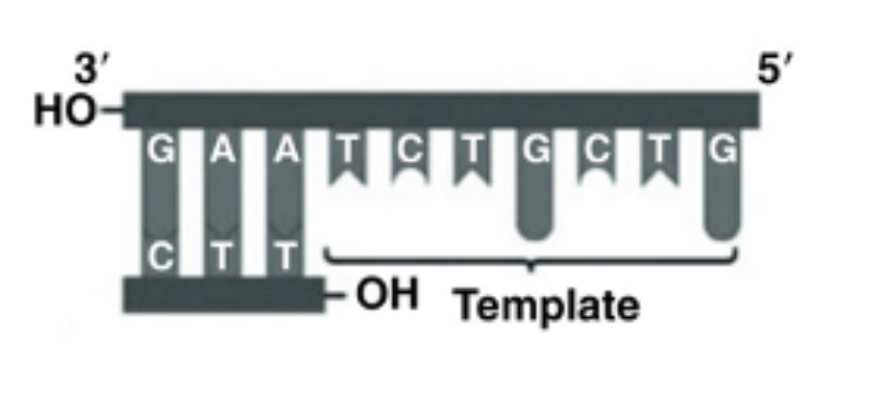 <p>Referring to the figure, what bases will be added as DNA replication proceeds on the bottom strand?&nbsp;</p>