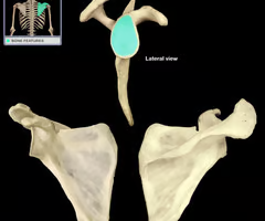 <p>articulates with head of humerus</p>
