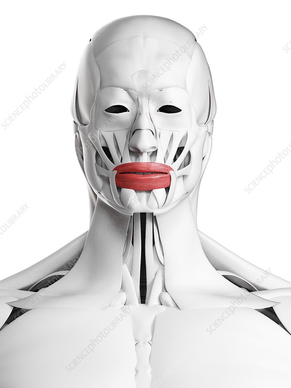 <p>What muscle is this?</p>
