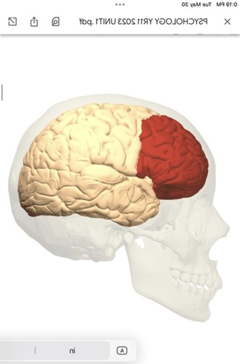 <p>covers the front part of the frontal lobe</p>