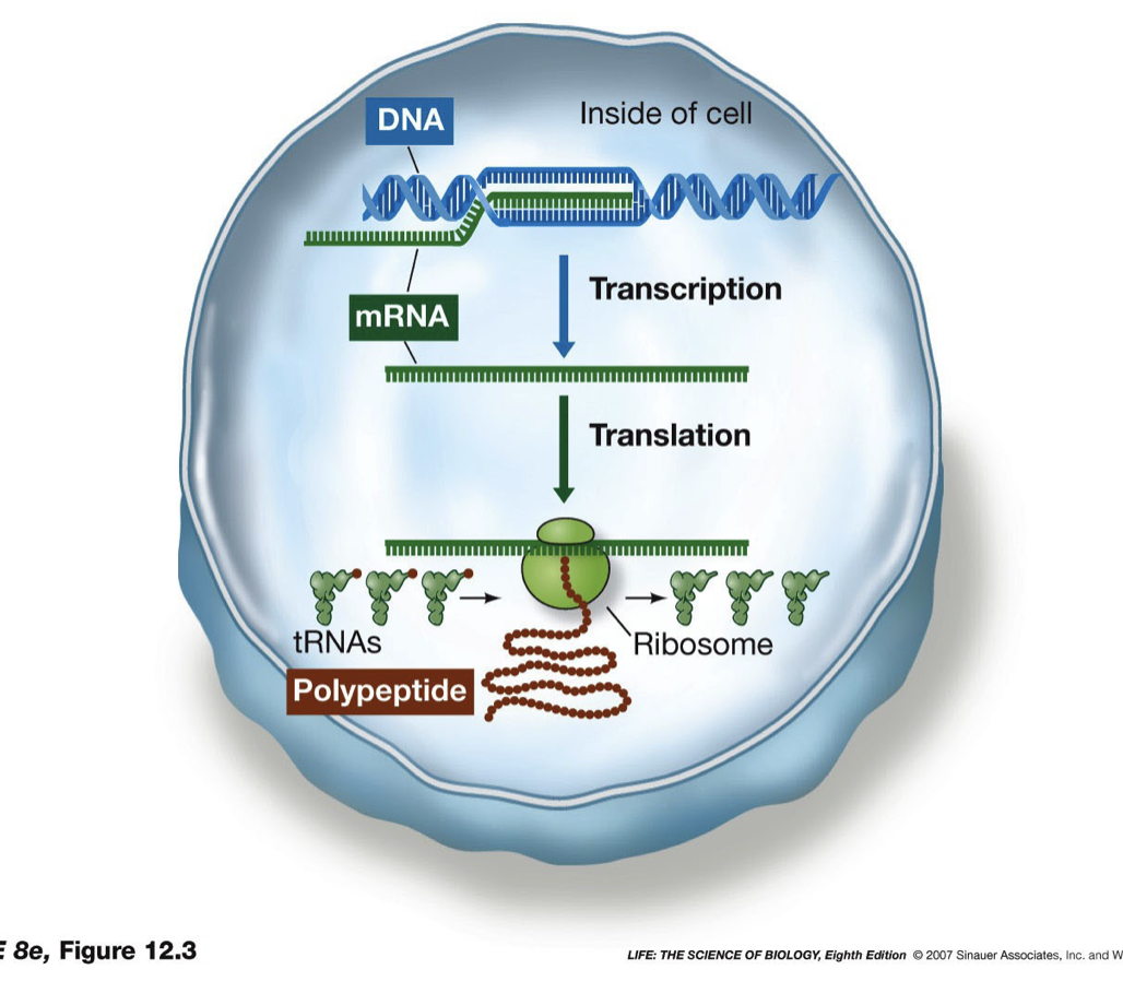 <ul><li><p>led to formulation of the central dogma</p></li><li><p>idea that genetic information from from DNA → RNA → Protein</p></li><li><p>proposed that the flow is unidirectional, it never goes in reverse</p></li></ul>