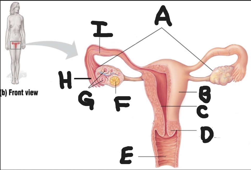 <p>Endometrium </p>