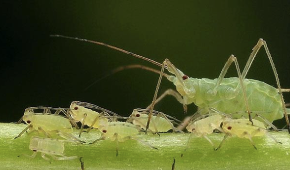 <ul><li><p>important forest/agricultural pest</p></li><li><p>herbivorous, phloem feeders</p></li><li><p>parthenogenic (asexual reproduction)&nbsp;</p></li></ul><p></p>
