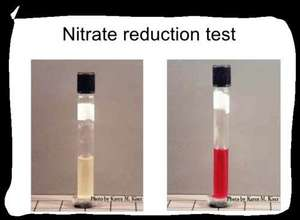 <p>Nitrate Interpretation</p>