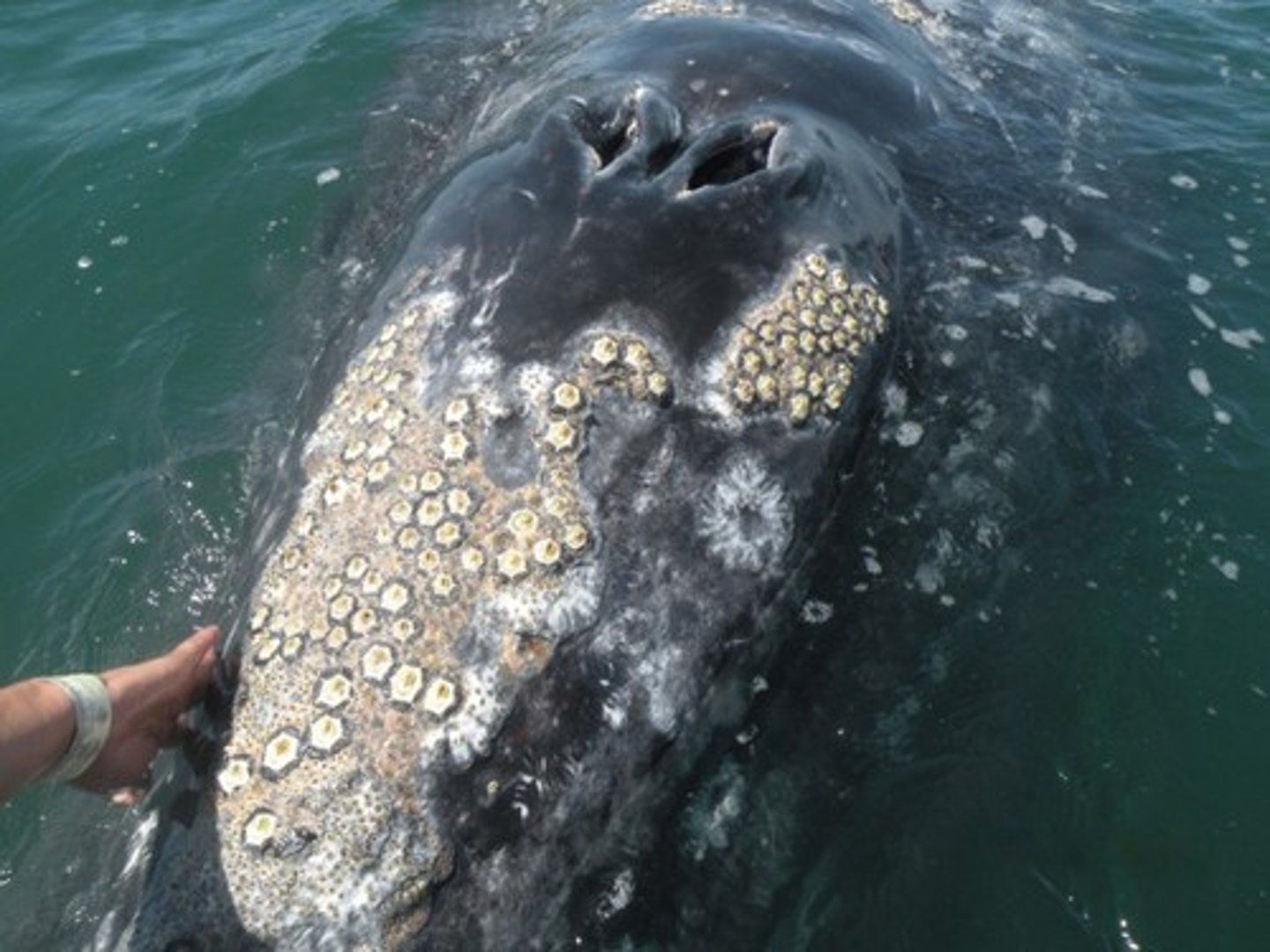 <p>One organism is benefited while the other is not affected. :) :l</p><p>Ex. Whale and Barnacles</p>