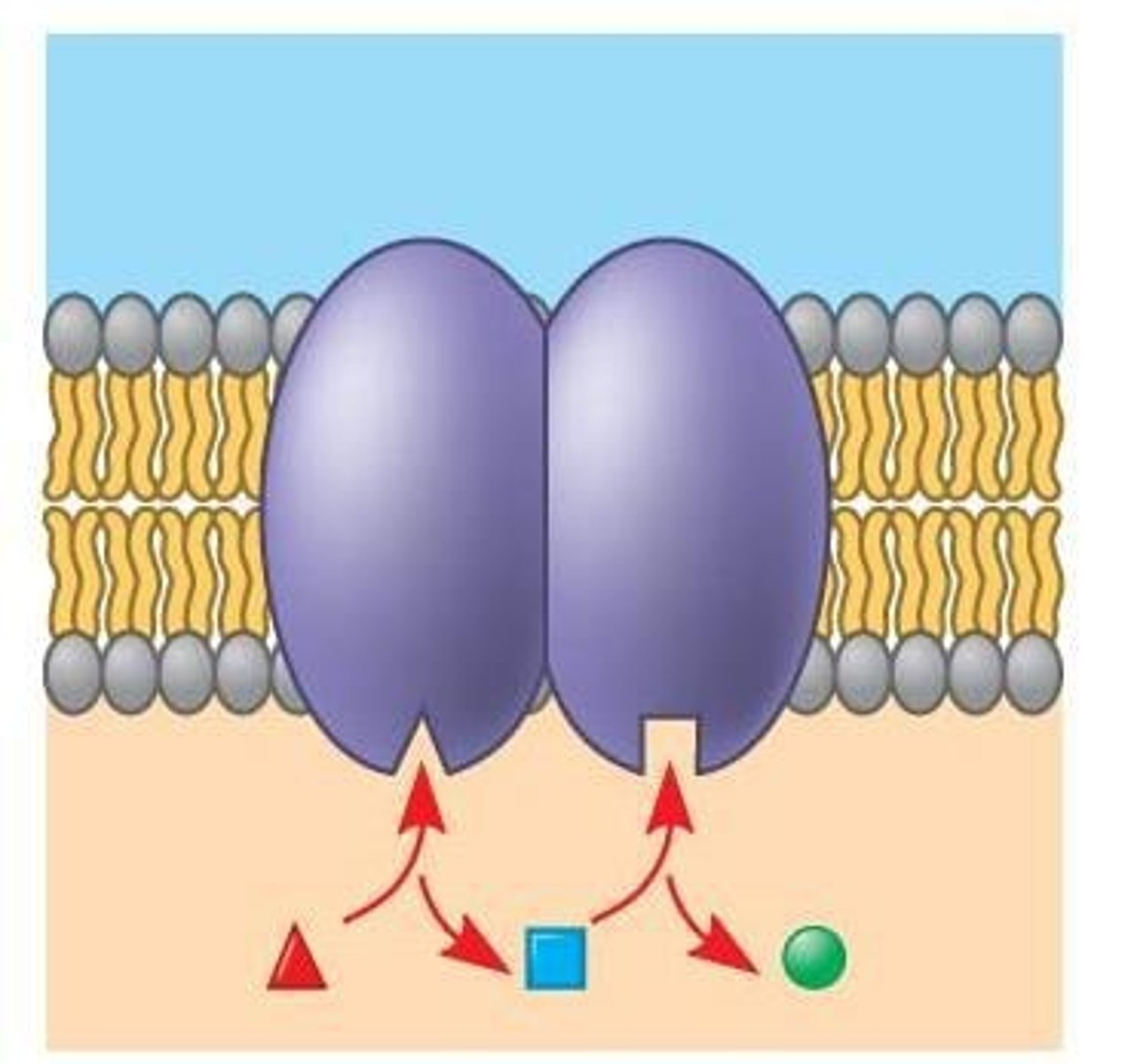 <p>- contain enzymes that break down waste materials and cell debris</p>